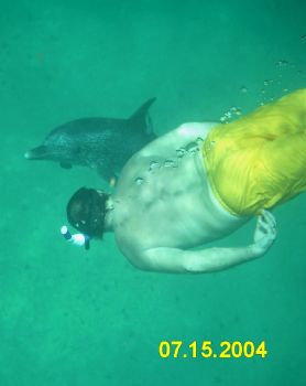 Making friends.  Swimming with wild Atlantic Spotted Dolp... by Jeanette Marie Arnold 